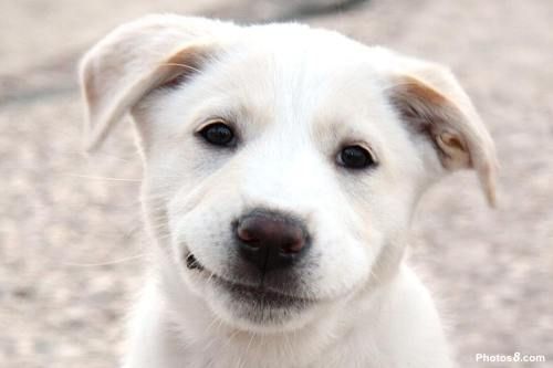 Smiling_Dog_Face.jpg