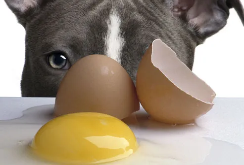 jiu_rf_photo_of_sad_dog_and_raw_egg.jpg