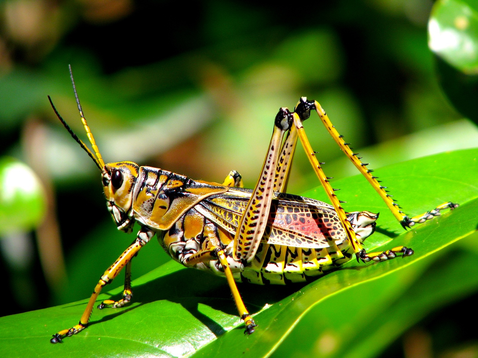 grasshopper-pestcemetery.jpg