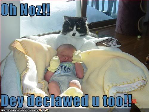 funny-pictures-cat-thinks-your-baby.jpg