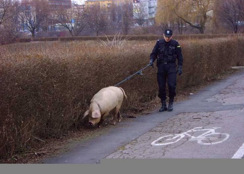 polizeischwein.jpg