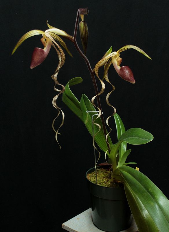 Paph%20Chiu%20Hua%20Dancer3_zpsp25c3z5g.jpg