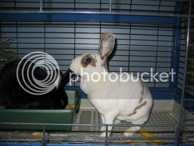 Bunnies053.jpg