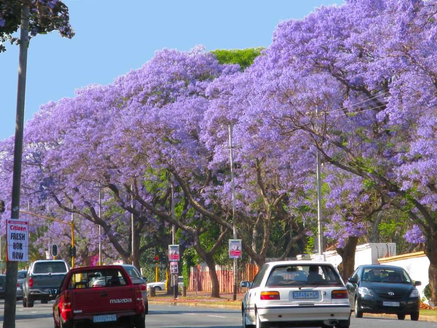 1008jacarandaonwaytowittl0.jpg