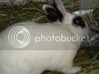 bunnysjune4047.jpg