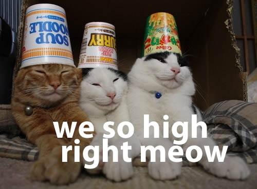 we-so-high-right-meow.jpg