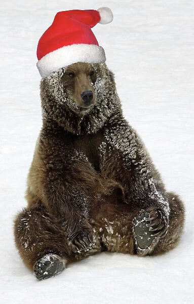 european-brown-bear-male-resting-after-playing-in-snow-wearing-christmas-hat_644876.jpg