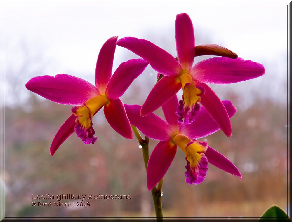 Laelia-ghillany-x-sincorana.jpg