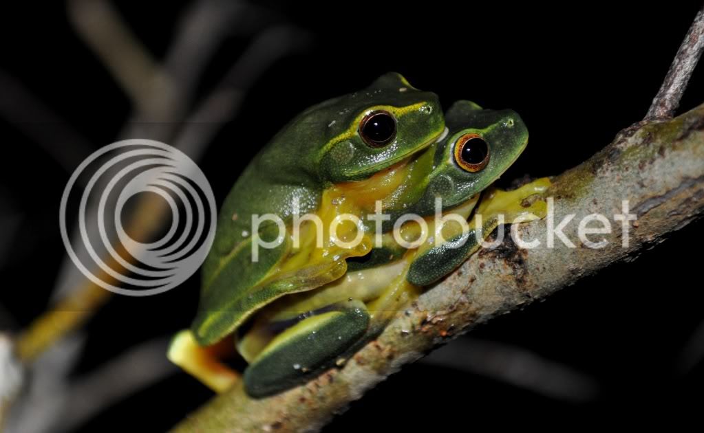 frog225-1.jpg
