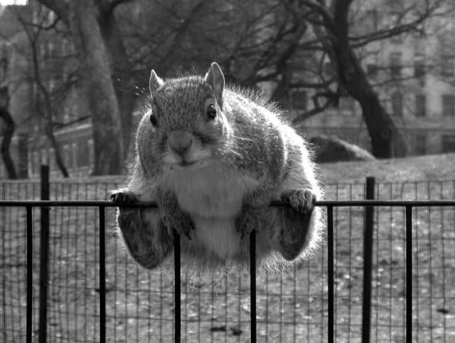 sitting-on-the-fence.jpg