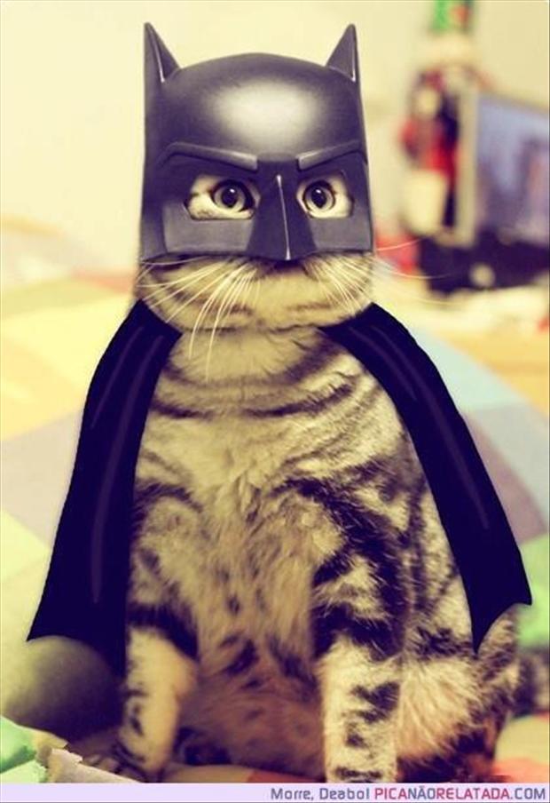 i-am-batman-funny-cats.jpg