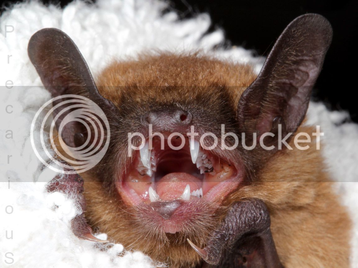 Bat_2285-sm.jpg