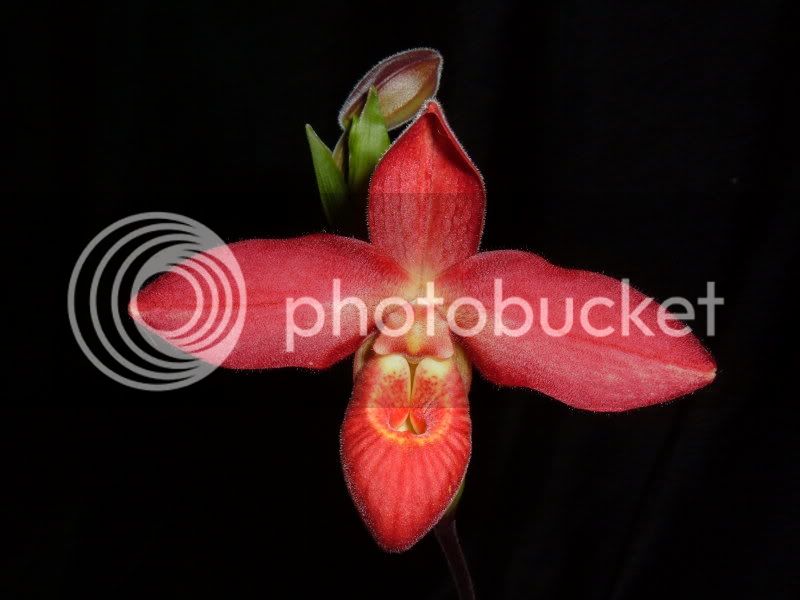 OrchidPictures2008065.jpg