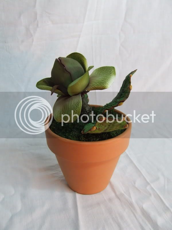 plantita1.jpg