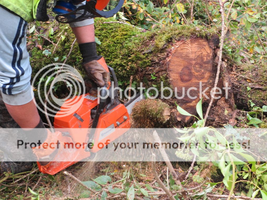 autumupdates2012arborist026.jpg