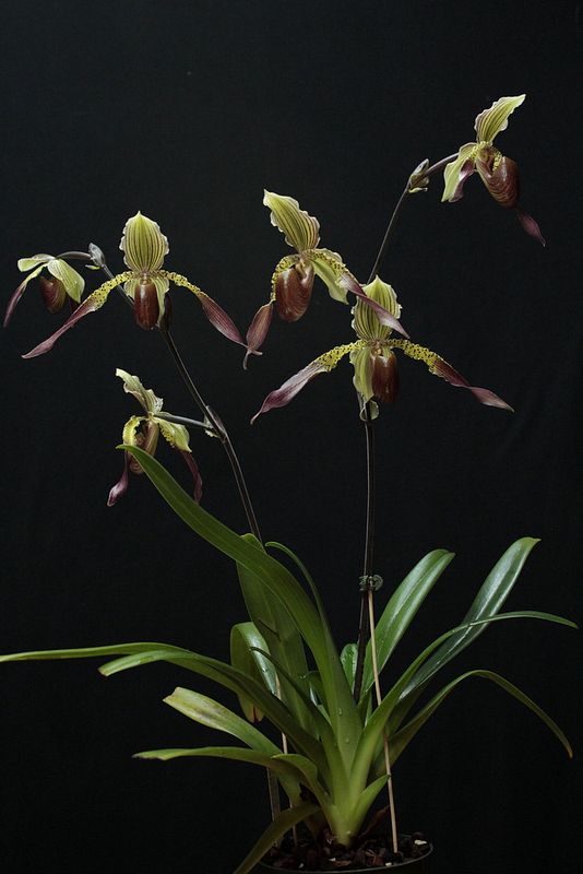 Paph%20Julius3_zpslc8c22sx.jpg