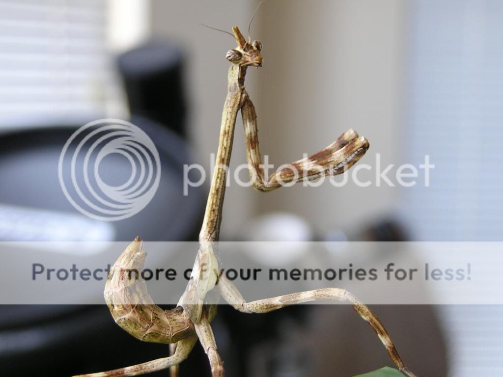 mantids476.jpg