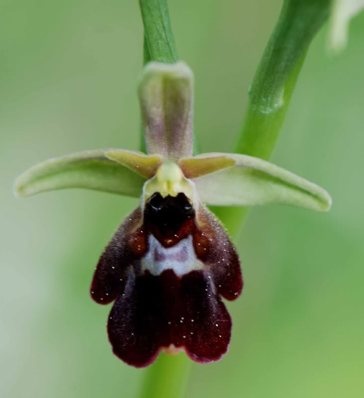 Ophryspietzschii-araneolaXinsect-1.jpg