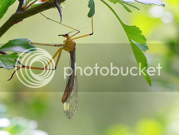 Bittacus2.jpg