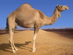 camel2.jpg