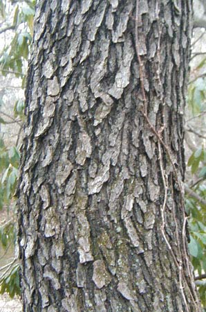 BlackCherryBark.jpg