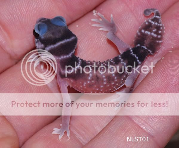 Geckosforsale_-9.jpg