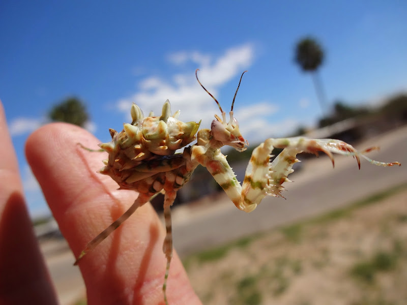 Spiny_Flower_Girl_Reaching.JPG