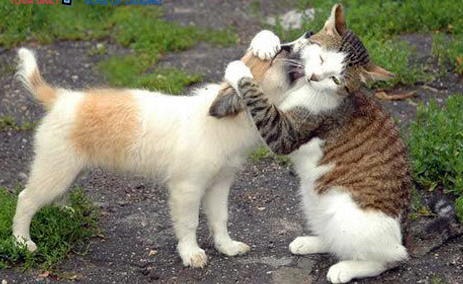 cat_hugging_dog.jpg