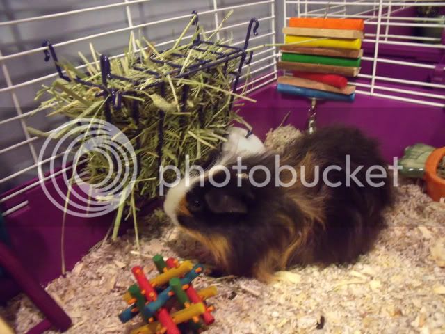 guineapigs011.jpg