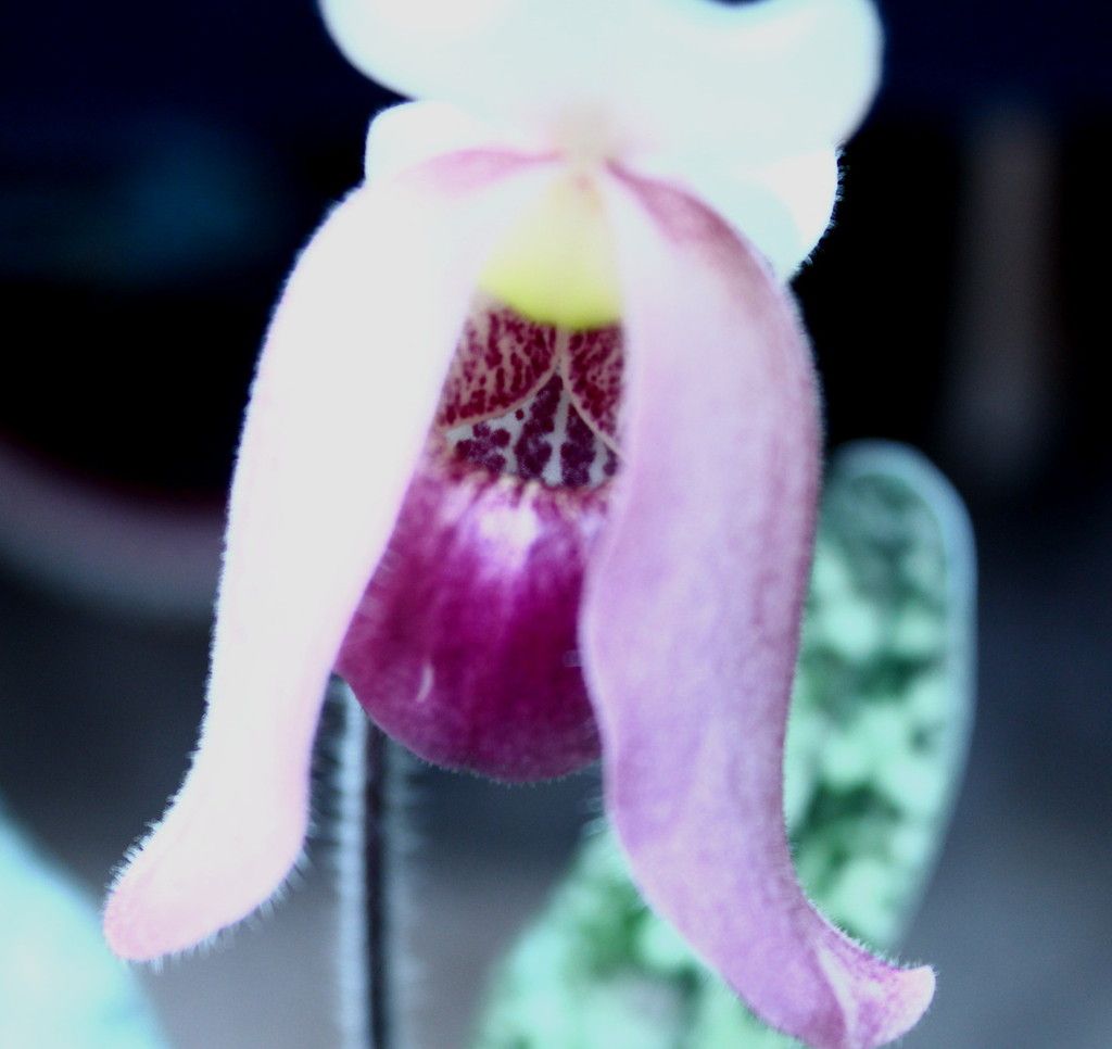 Paph%20vietnamense1-2_zpsb7nczc6m.jpg