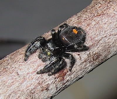 PhidippusAudux2.jpg