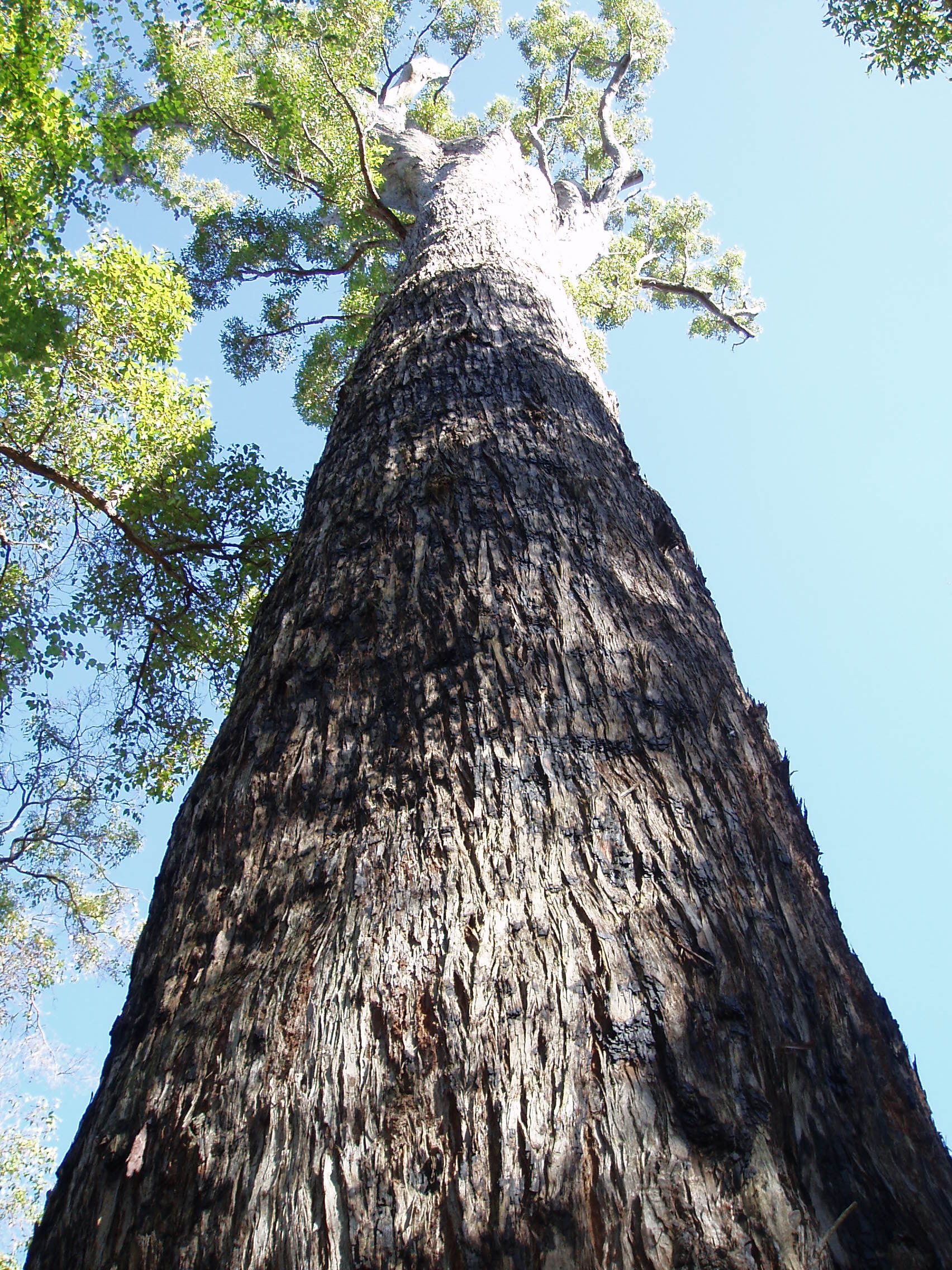 Eucalyptus_marginata_2.jpg
