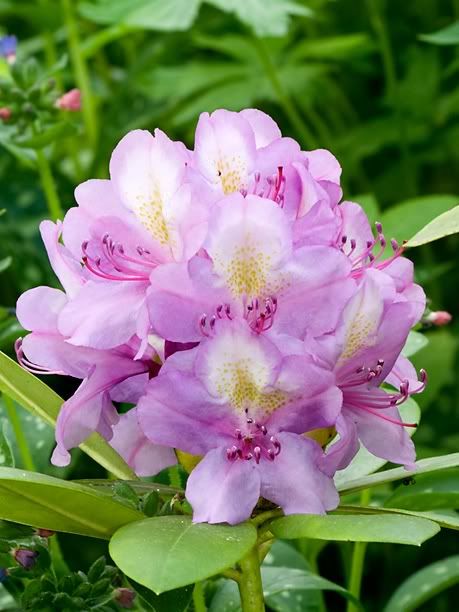 RhododendronHarrisville_web.jpg