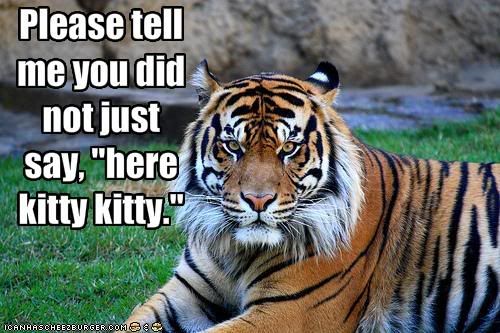 funny-pictures-tiger-does-not-appre.jpg