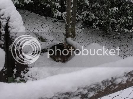 snowbunny1.jpg