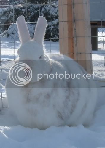 snowbunns5.jpg