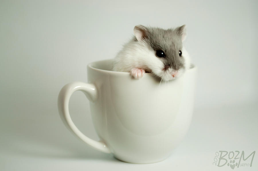 Hamster_Tea_by_BozMurphy.jpg