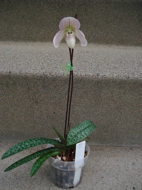 Paphprimaryxplant.jpg