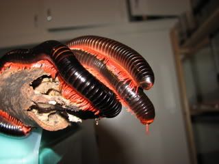 RedLeggedmillipedes-1.jpg