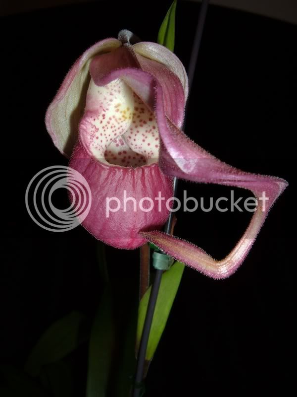 OrchidPictures2008020.jpg