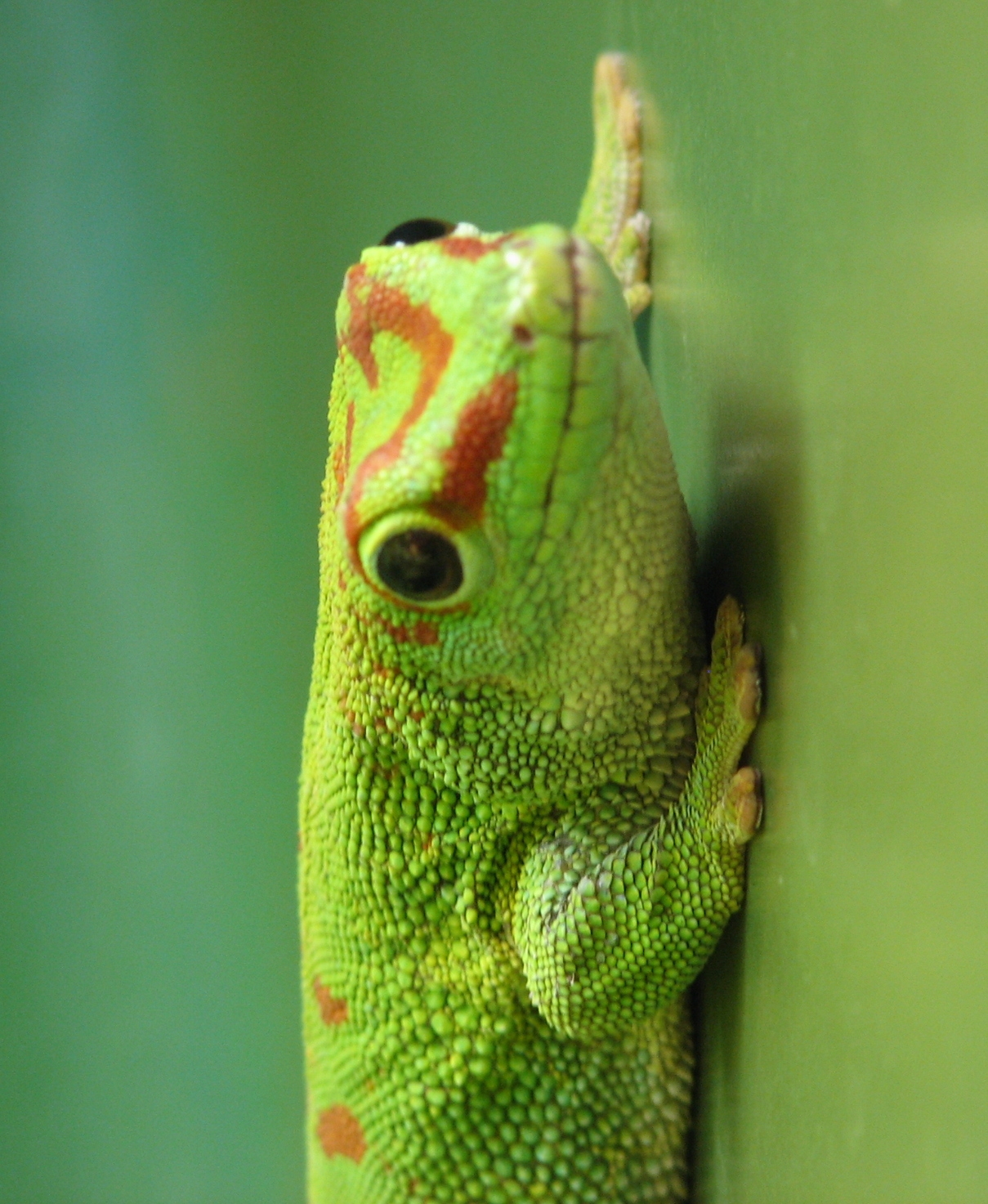 Madagascan_Giant_Day_Gecko_002.jpg