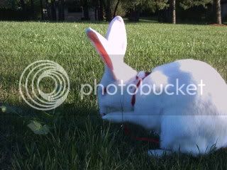 rabbits049.jpg