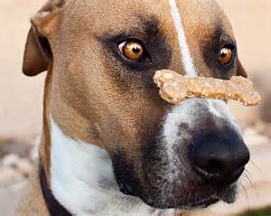 Dog-with-treat-on-nose.jpg