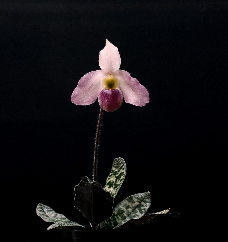 Paph%20vietnamense%20p2_zpsqt1tzevg.jpg