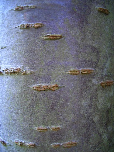 japanese-cherry-bark-1.jpg