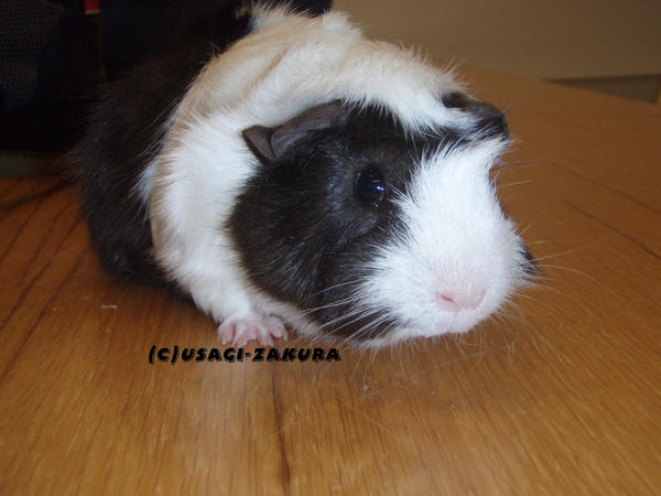 Fluffy_the_guinea_pig_by_Usagi_Zakura.jpg