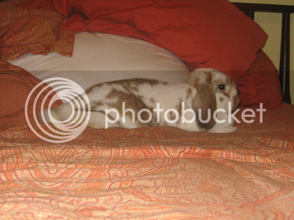 Bunny012.jpg