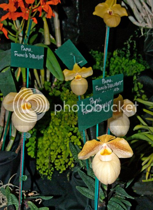 Paph_FumisDelight_500_zpsb58ea057.jpg