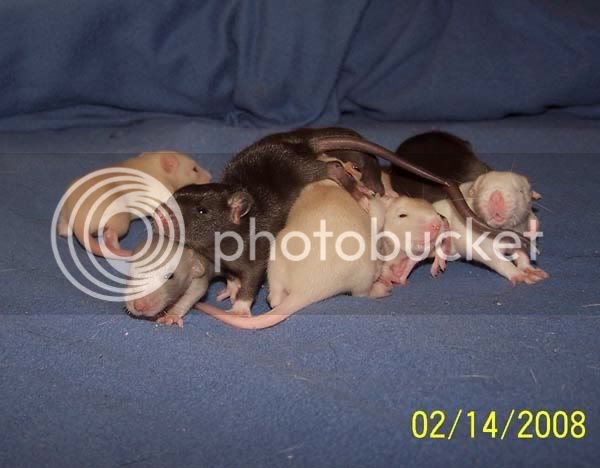 rats006-1.jpg