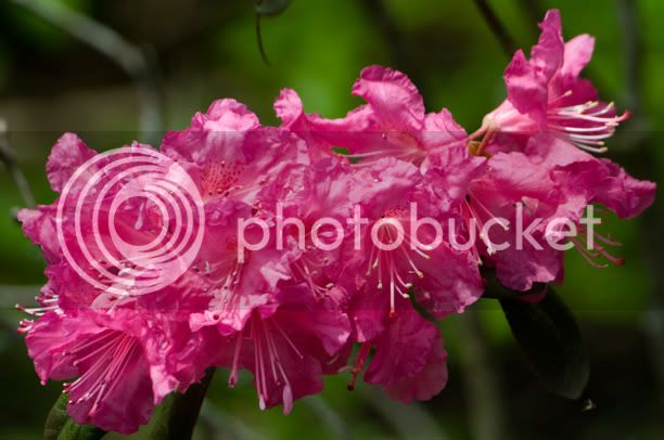 RhododendronLandmark_web.jpg